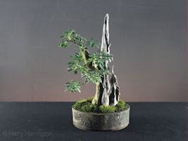 privet bonsai